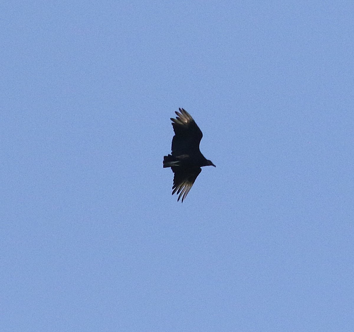 Black Vulture - Karen Miller