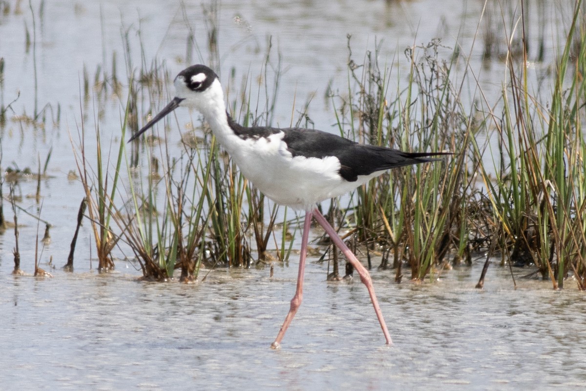 Black-necked Stilt - ML621886383