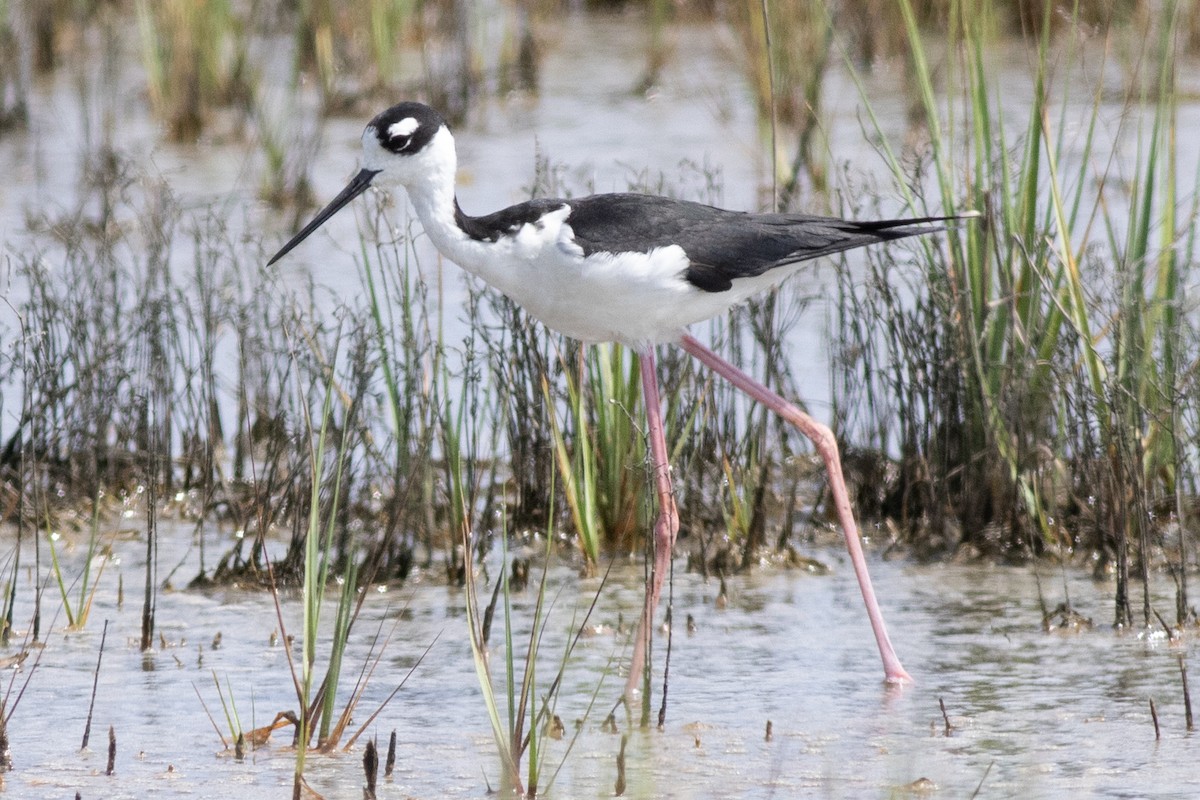 Black-necked Stilt - ML621886384