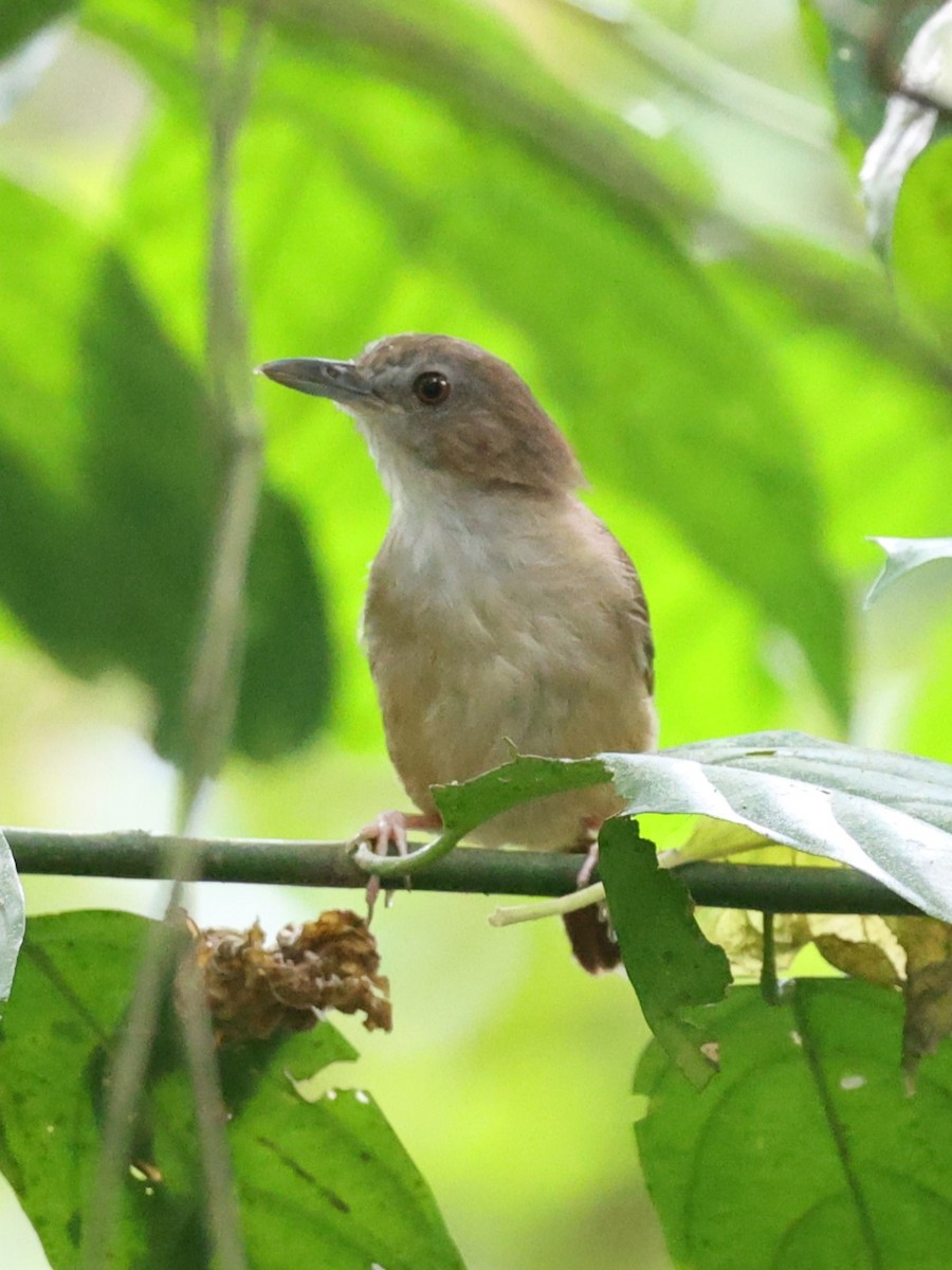 Abbott's Babbler - ML621886394