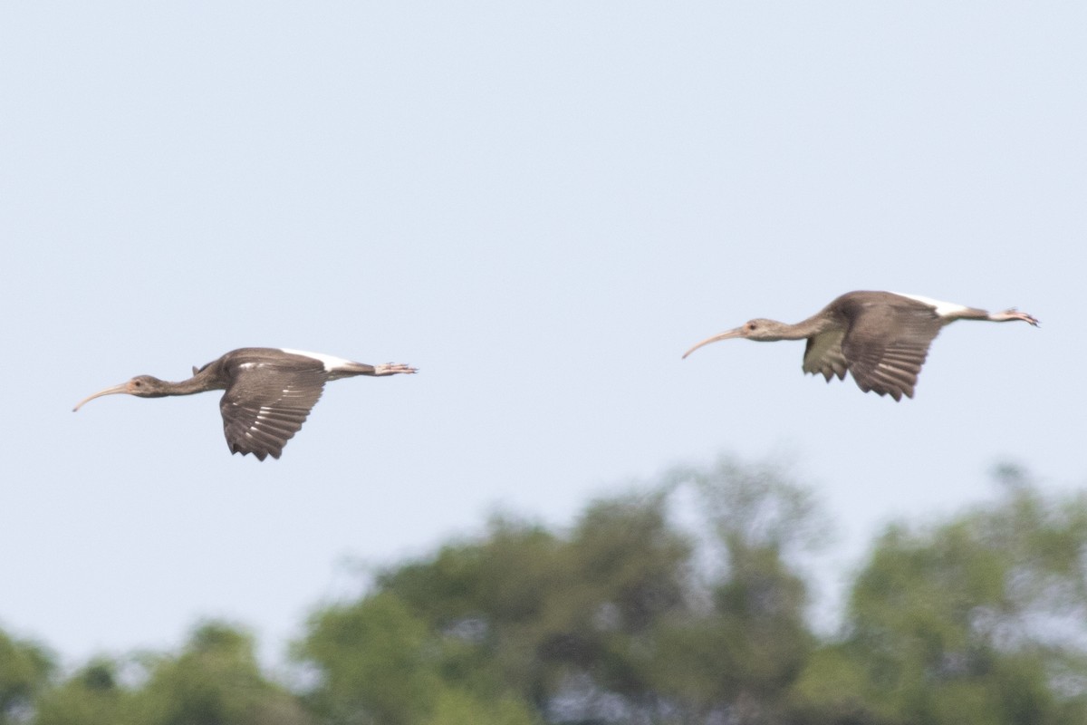 White Ibis - ML621886399