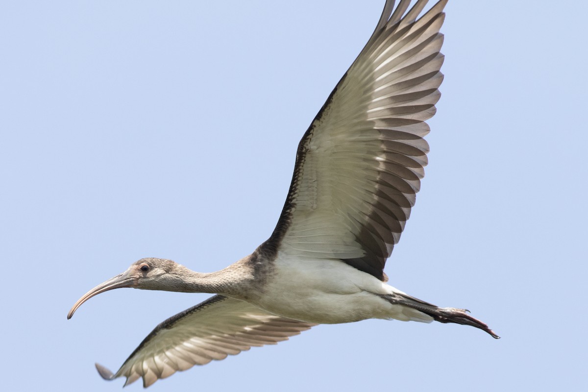 White Ibis - David Brown