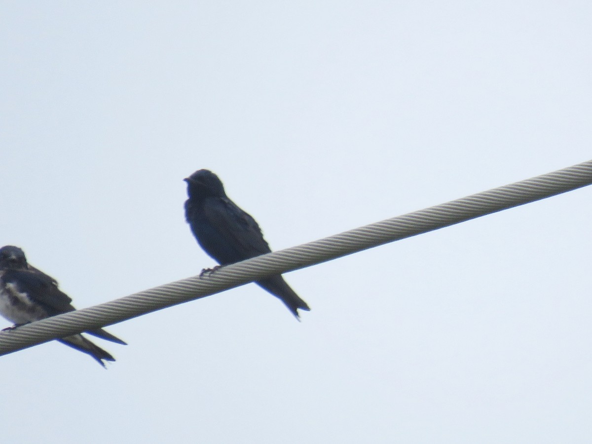 Purple Martin - ML621886407