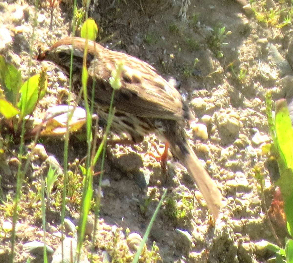 Song Sparrow - ML621886408