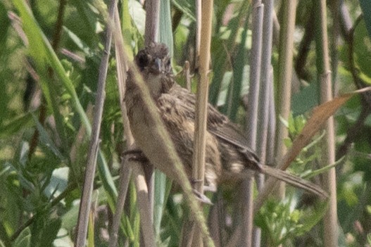 Seaside Sparrow - ML621886411