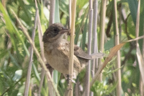 Seaside Sparrow - ML621886412