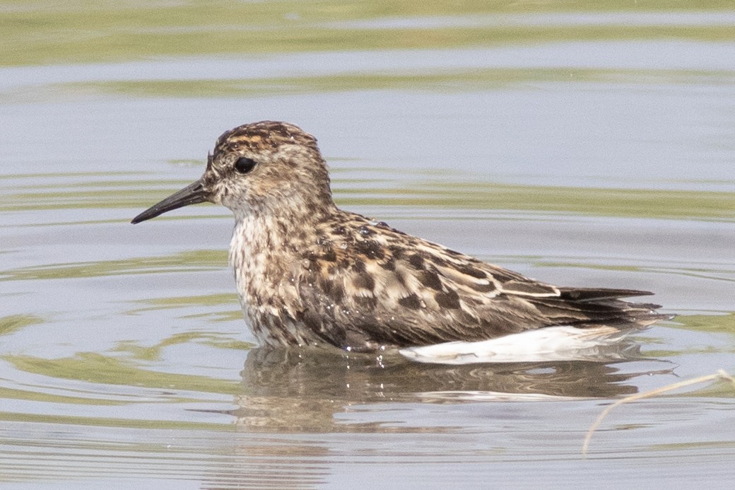 Least Sandpiper - ML621886424