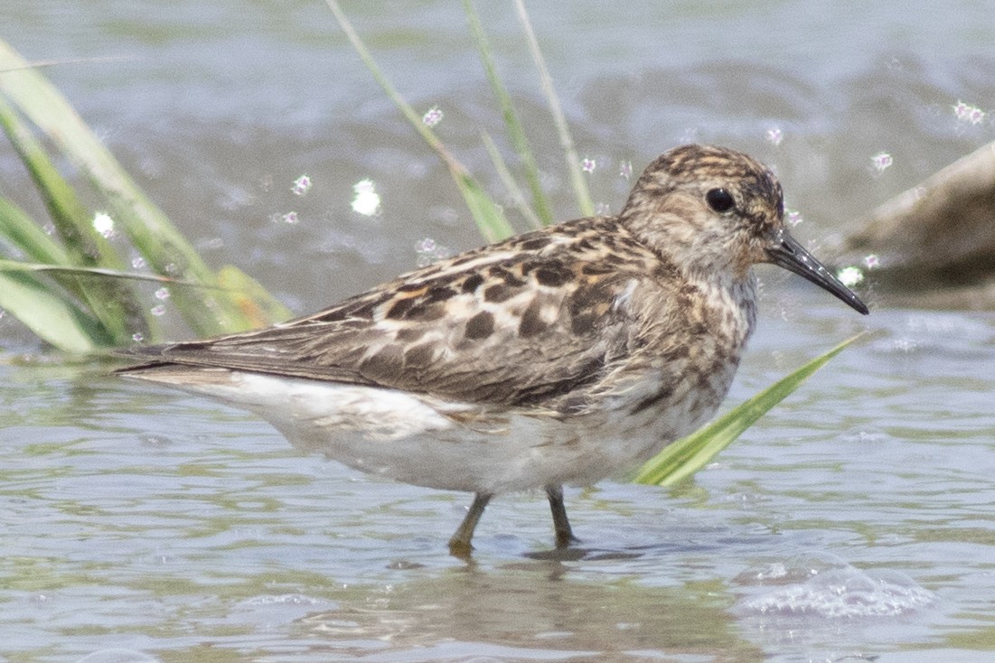 Least Sandpiper - ML621886425