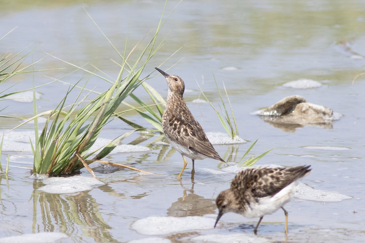 Least Sandpiper - ML621886426