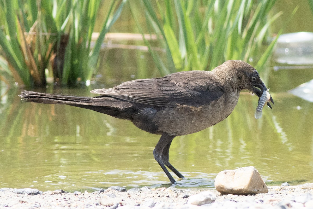 Boat-tailed Grackle - ML621886427