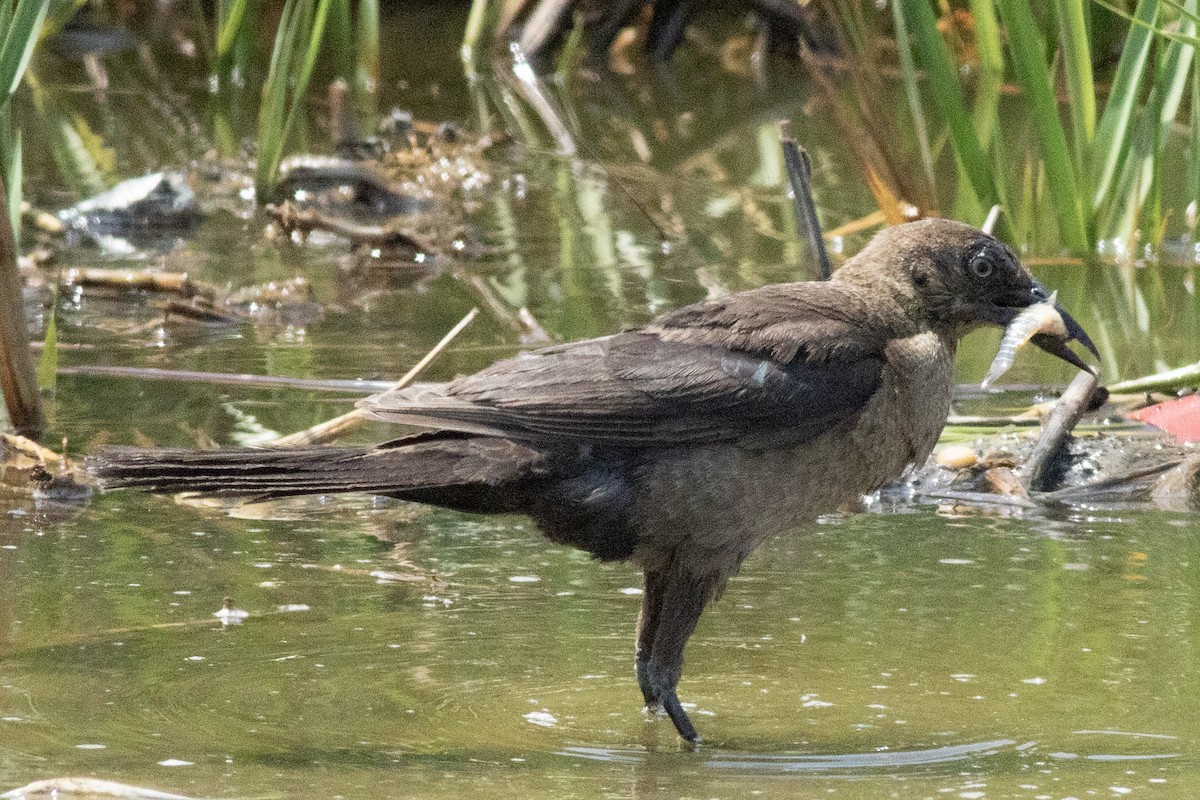 Boat-tailed Grackle - ML621886428