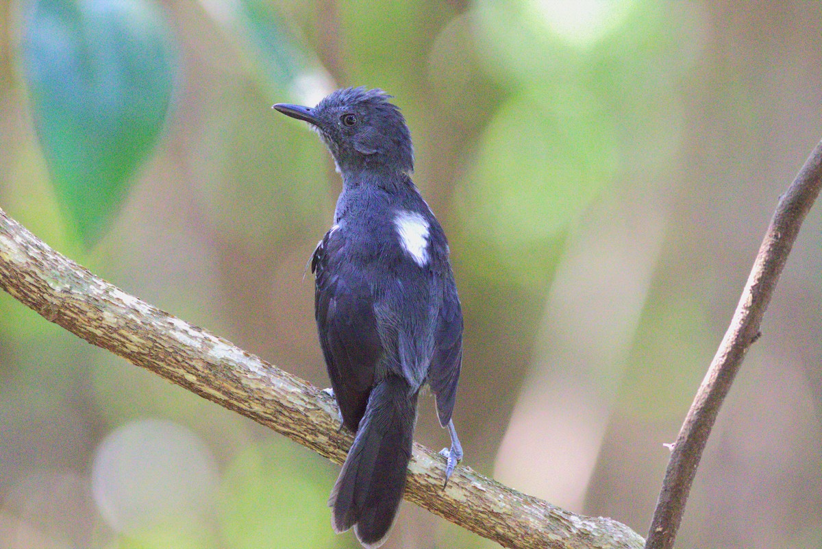 Blackish Antbird - ML621886433