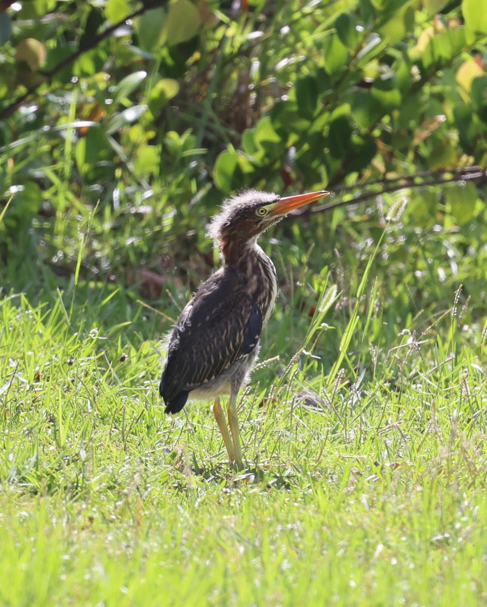 Green Heron - ML621886434