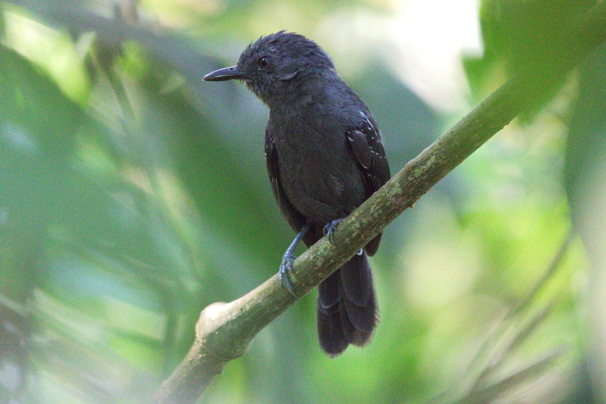 Blackish Antbird - Eduardo Paschoalini