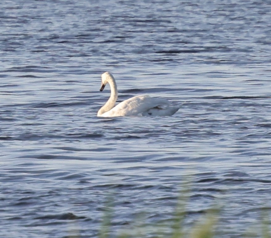 Mute Swan - ML621886442