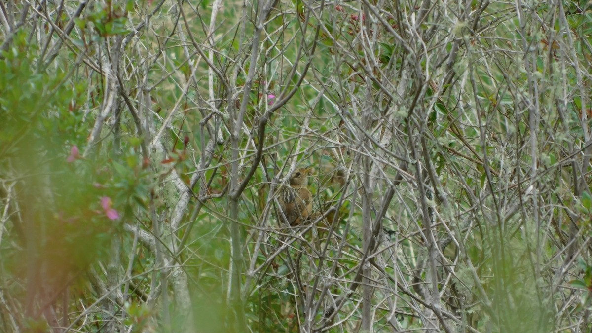 Grass Wren - ML621886447