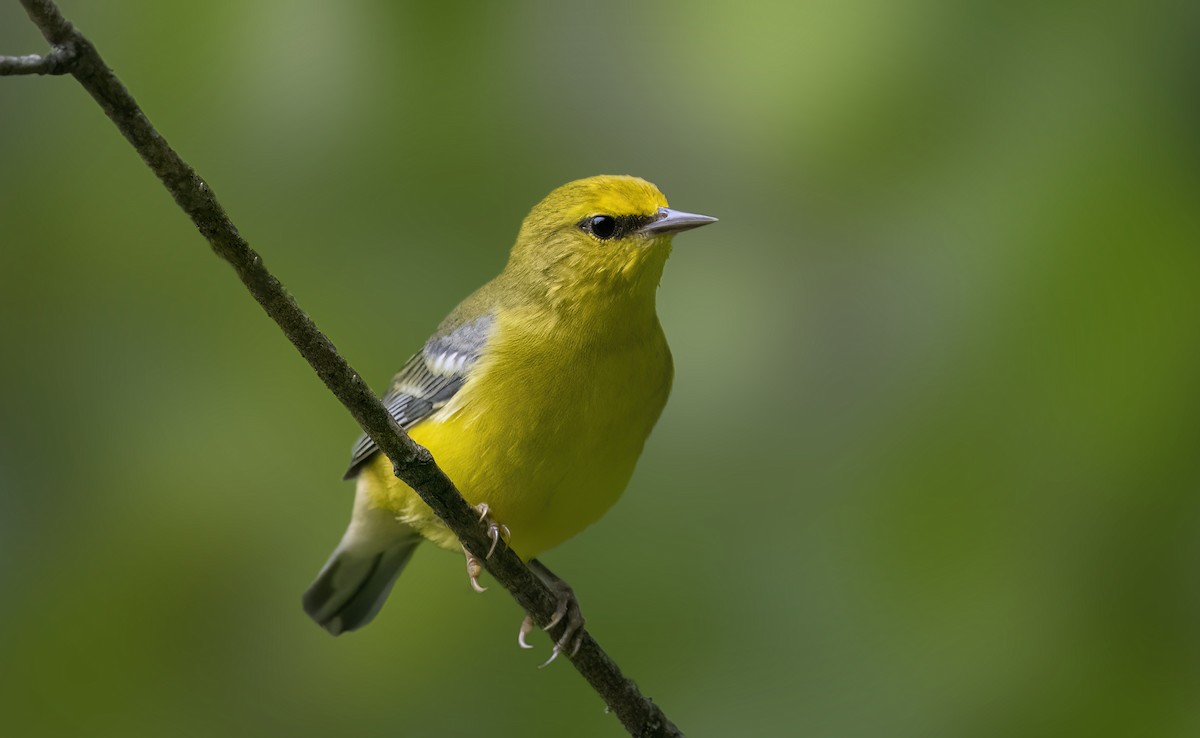 Blue-winged Warbler - ML621886449