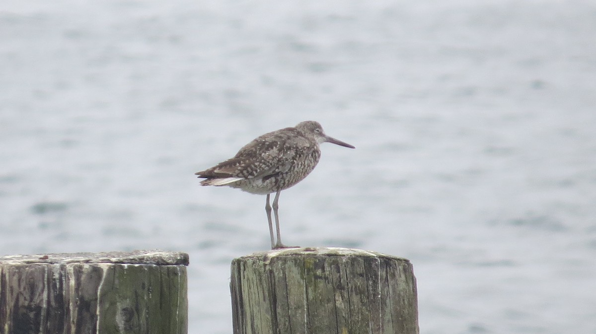 Willet - ML621886450