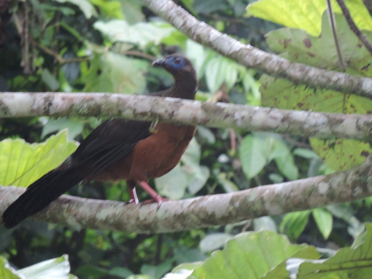 Sickle-winged Guan - ML621886451