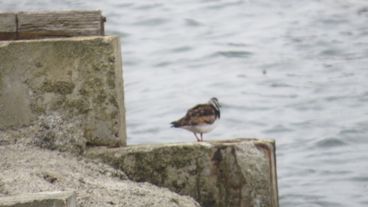 Ruddy Turnstone - ML621886453