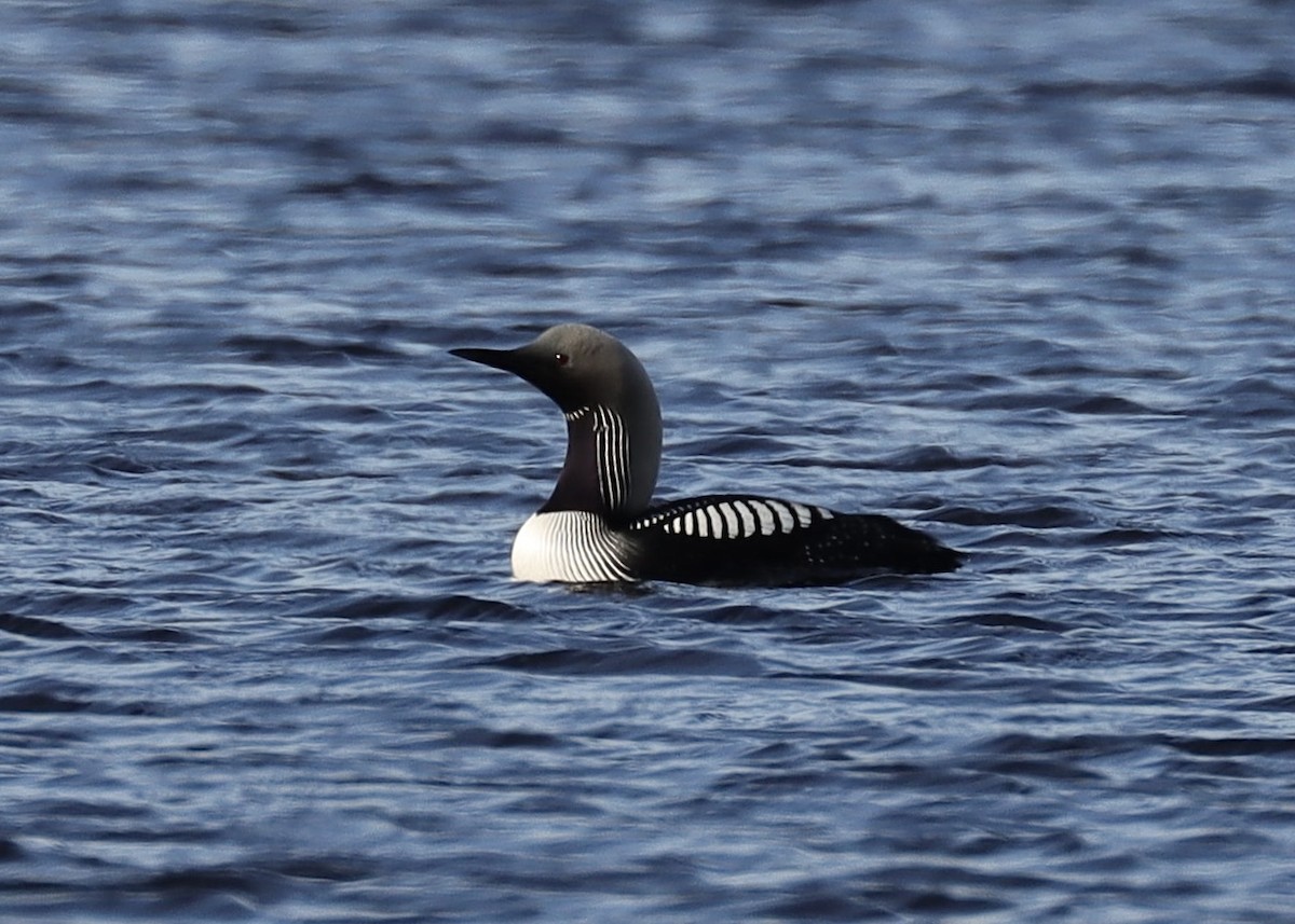 Pacific Loon - ML621886454