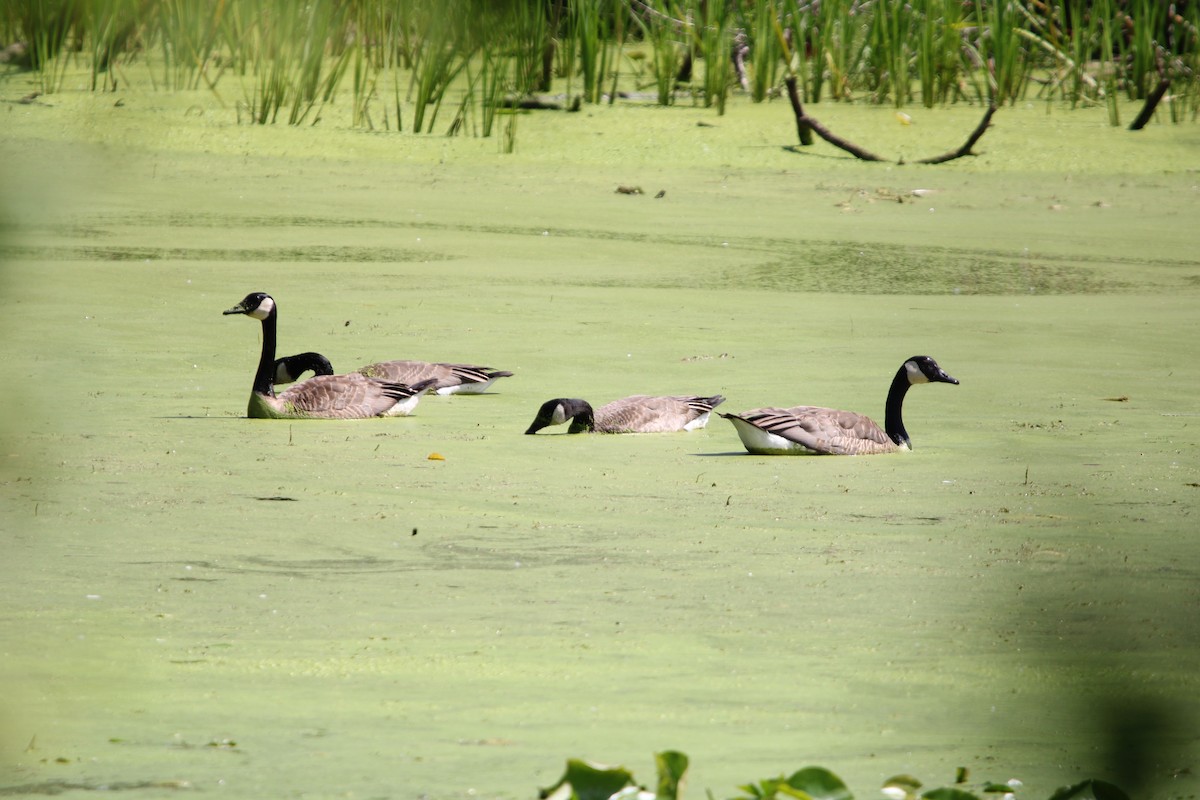 Canada Goose - ML621886455