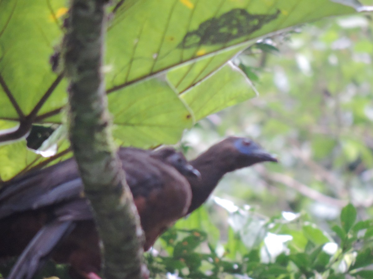Sickle-winged Guan - ML621886456