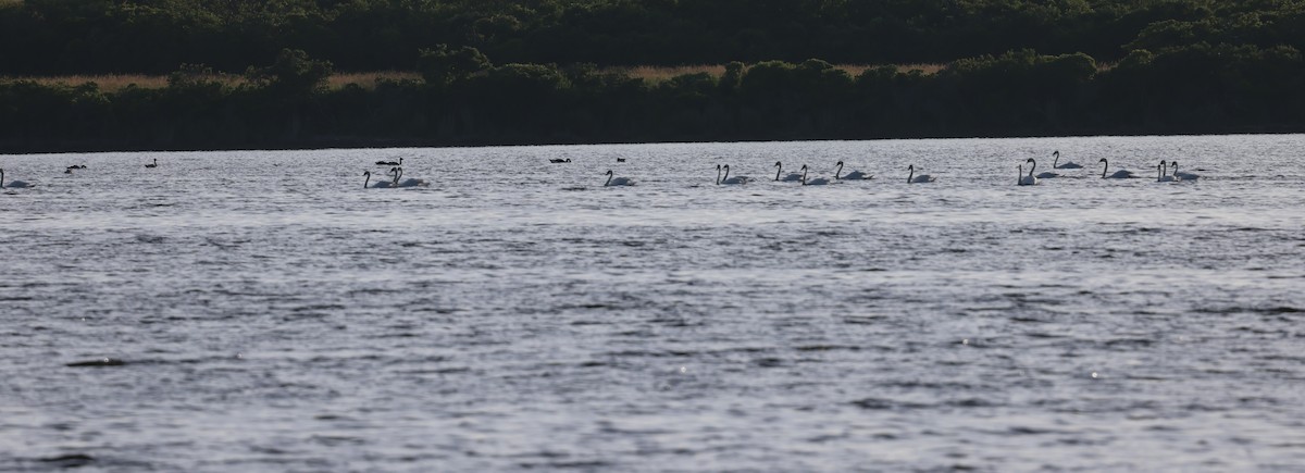 Mute Swan - ML621886463