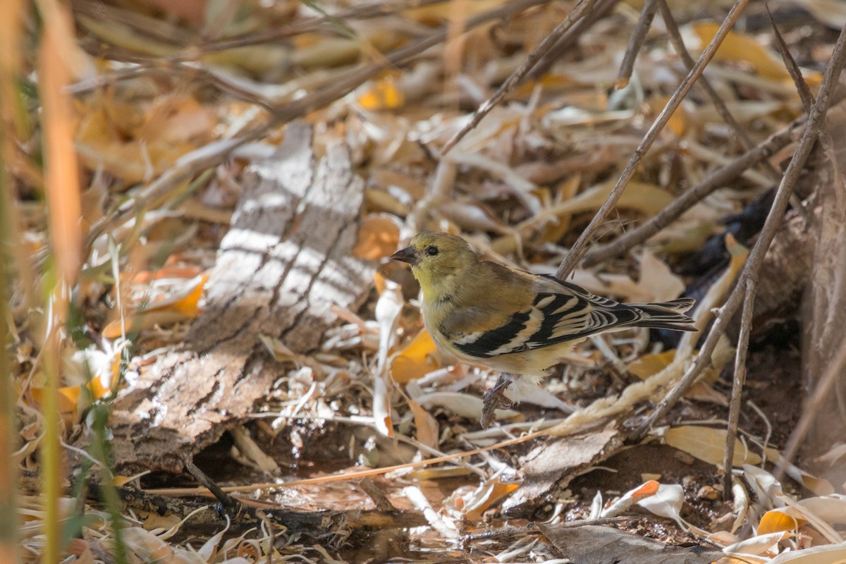 American Goldfinch - ML621886466