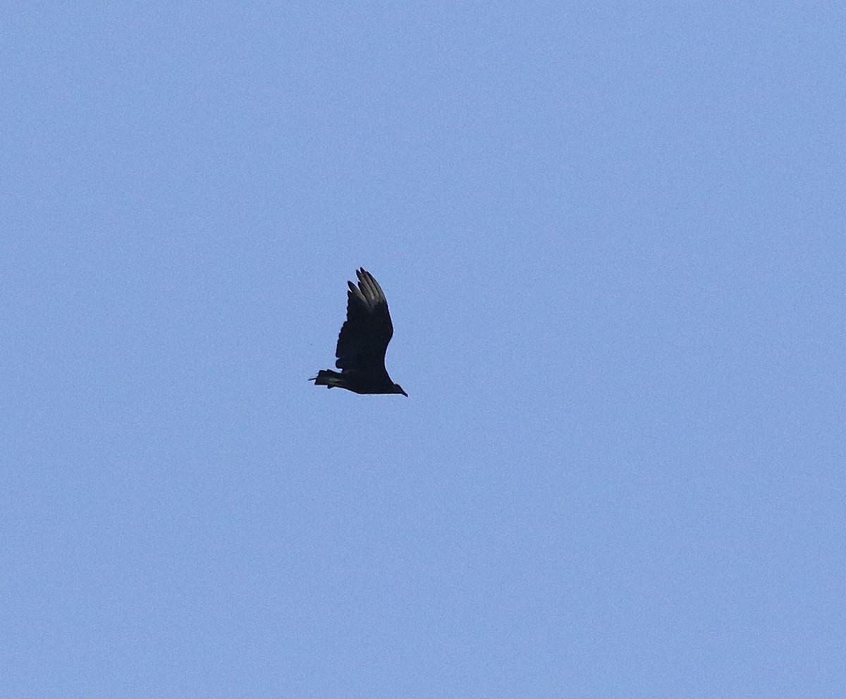 Black Vulture - ML621886467