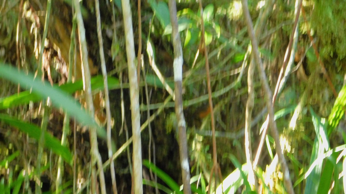 Slate-crowned Antpitta - ML621886469