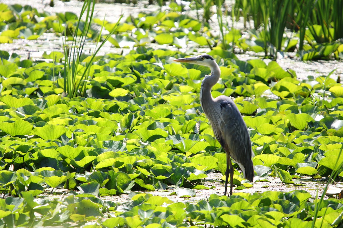 Great Blue Heron - ML621886472