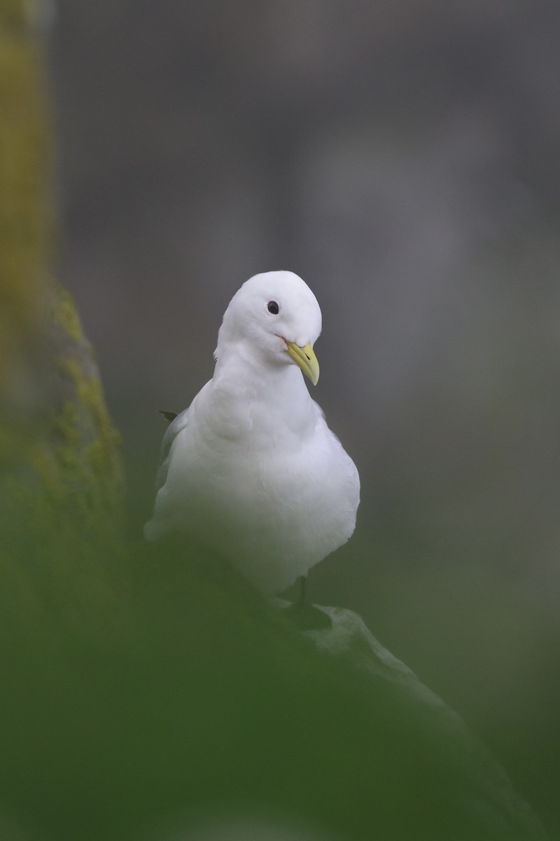 Black-legged Kittiwake - Cameron Hunter