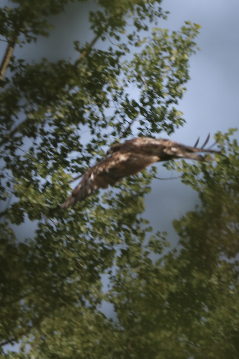 Bald Eagle - ML621886474