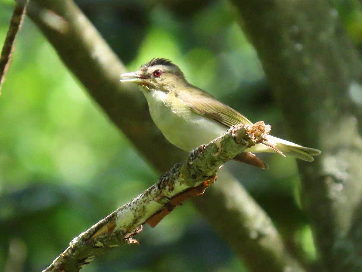 Red-eyed Vireo - ML621886475