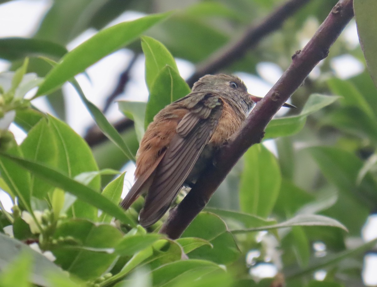 Amazilia Hummingbird - ML621886477