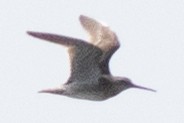 Short-billed Dowitcher - ML621886487