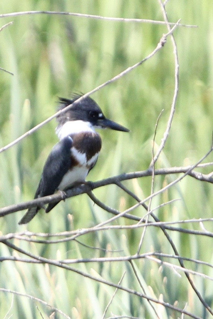 Belted Kingfisher - ML621886488