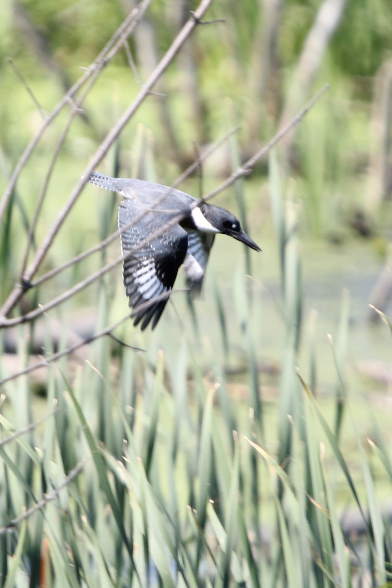 Belted Kingfisher - ML621886489