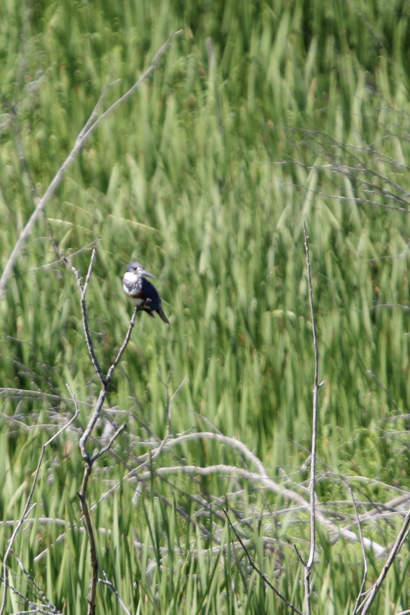 Belted Kingfisher - ML621886490