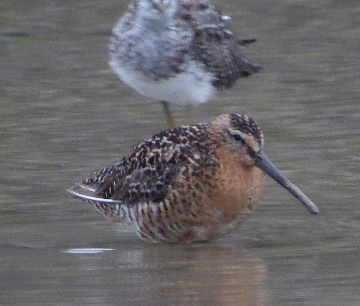 Short-billed Dowitcher - ML621886491