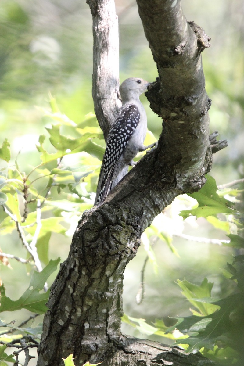 Red-bellied Woodpecker - ML621886492