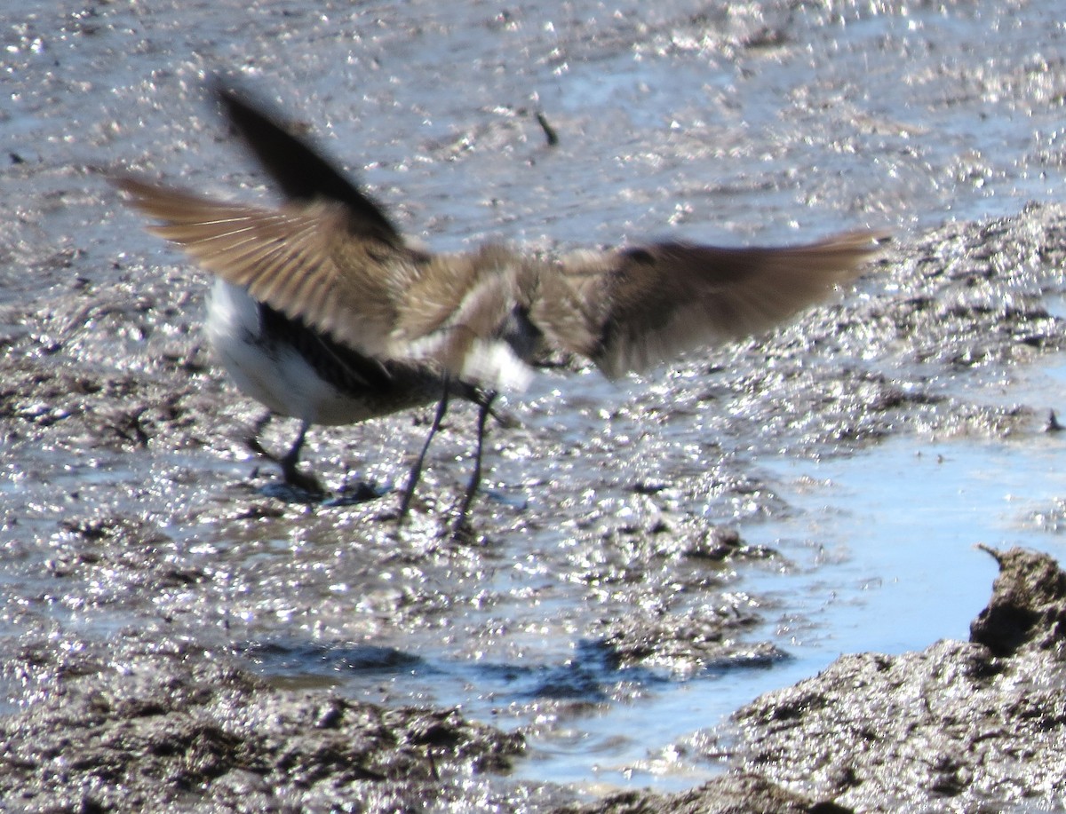 Solitary Sandpiper - ML621886494