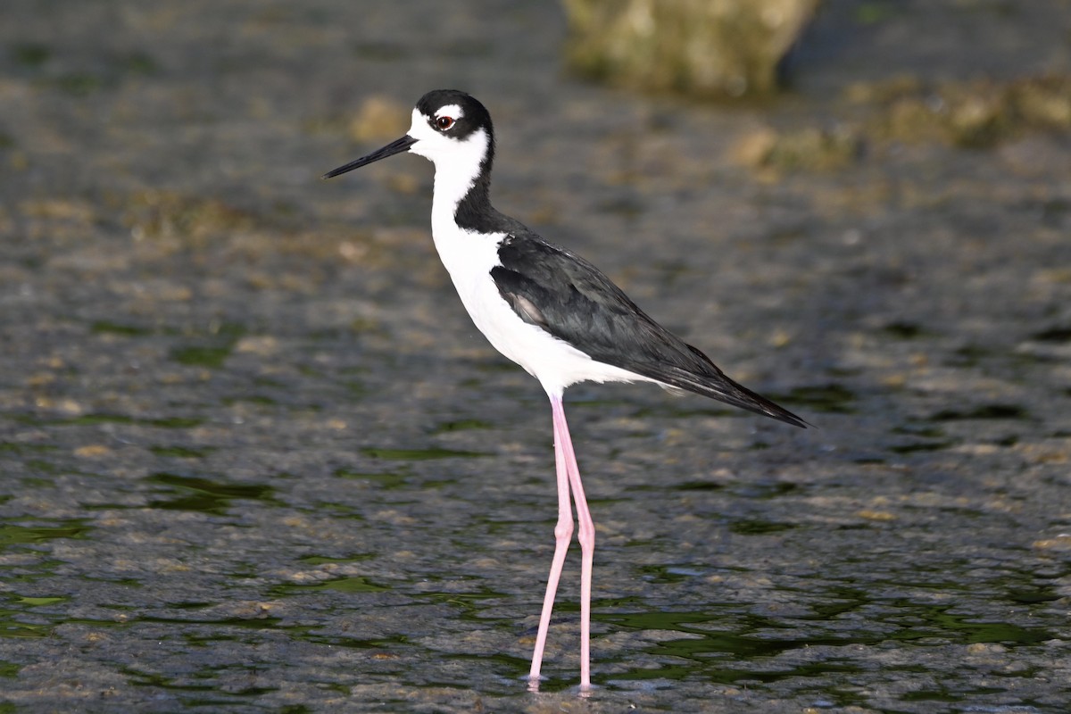 Black-necked Stilt - ML621886495