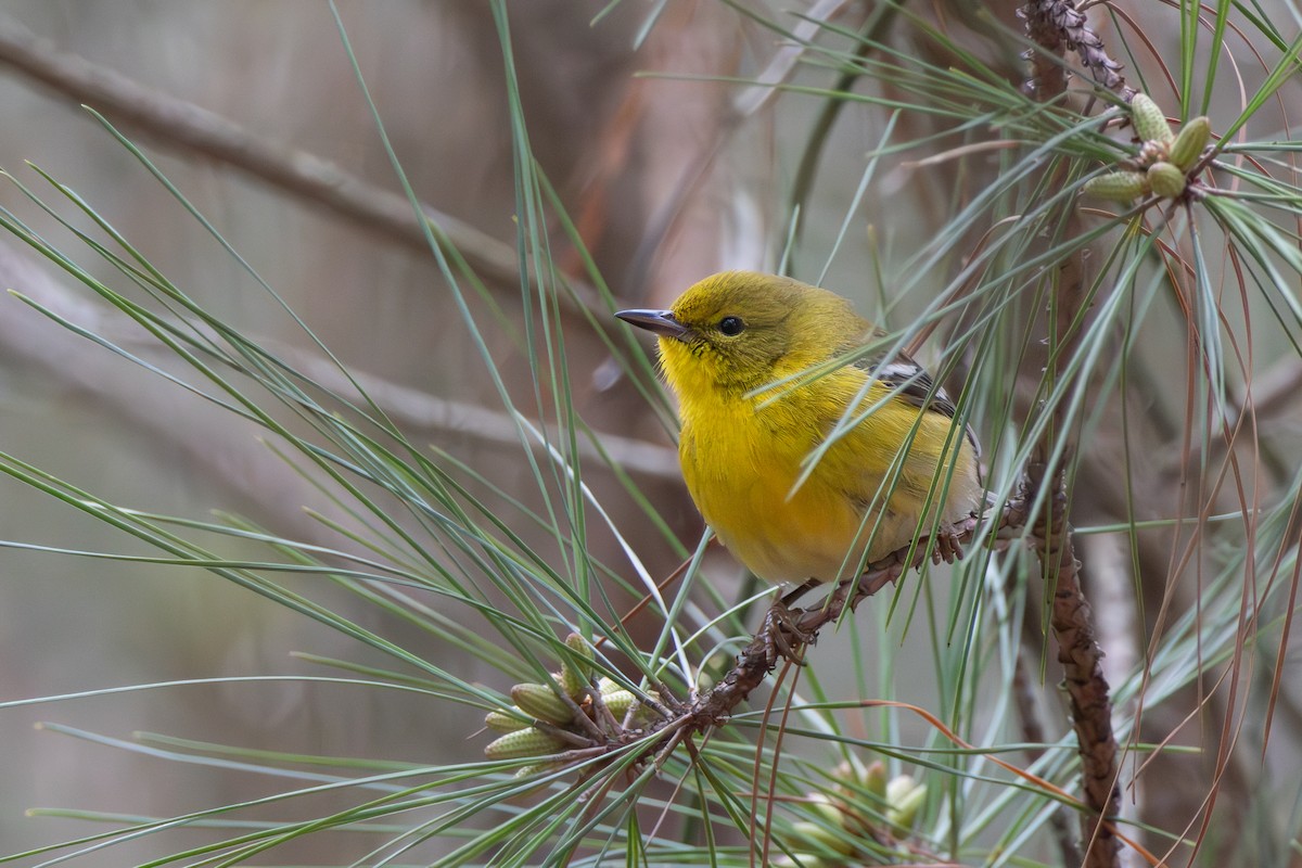 Pine Warbler - ML621886500