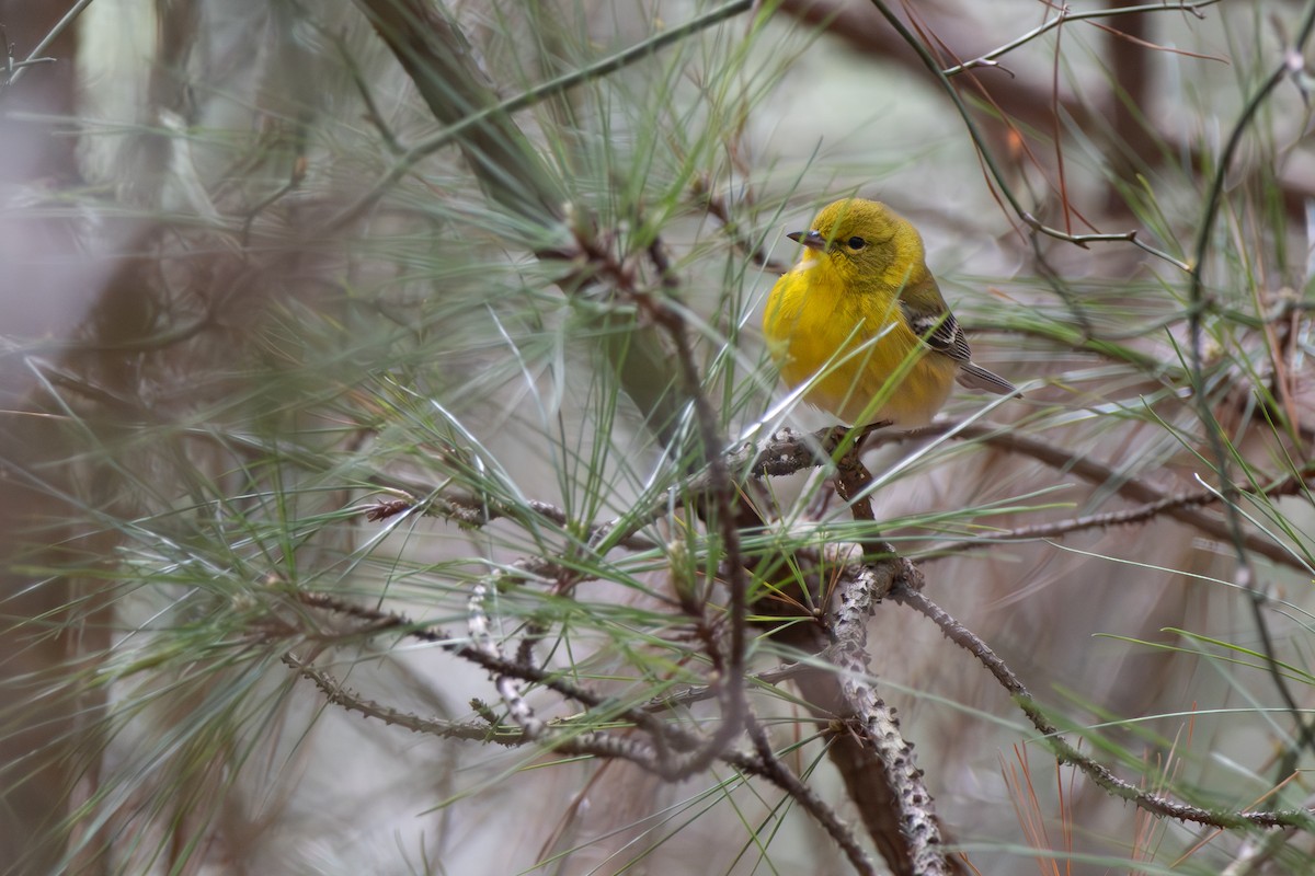 Pine Warbler - ML621886501