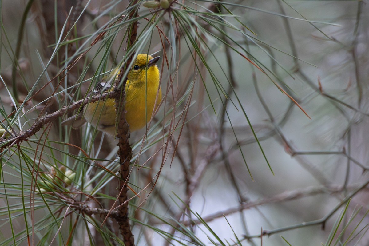 Pine Warbler - ML621886504