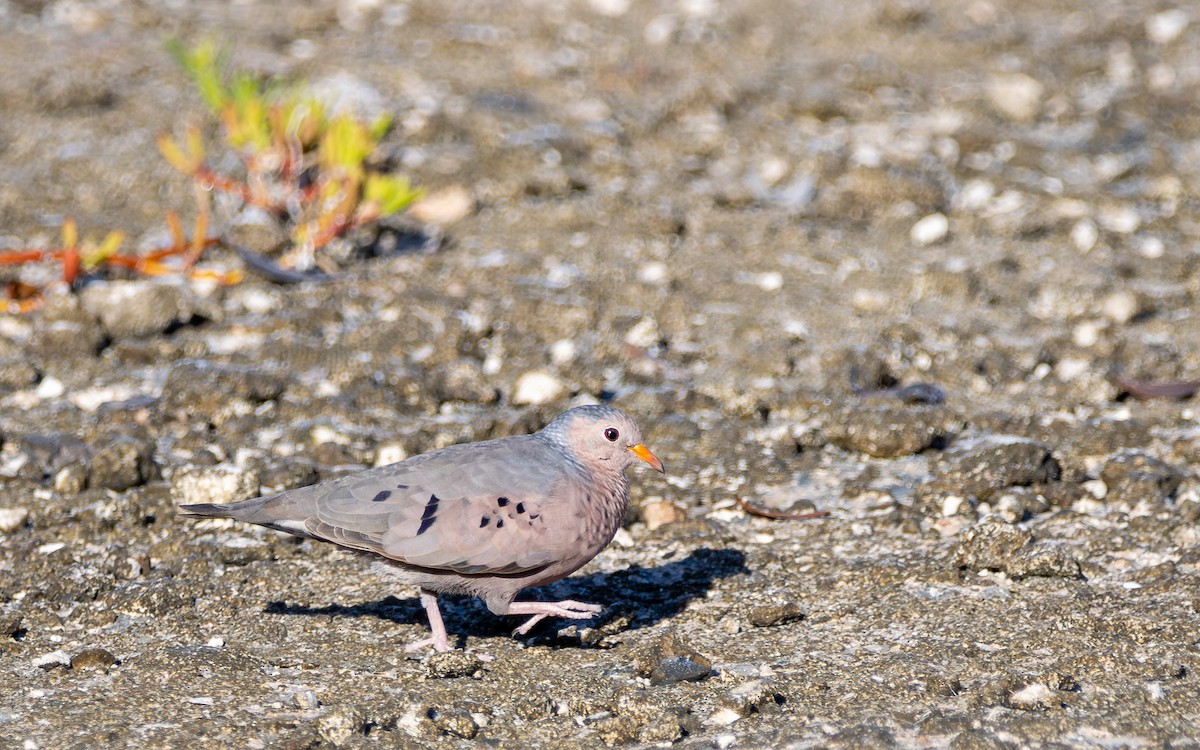 Common Ground Dove - ML621886516