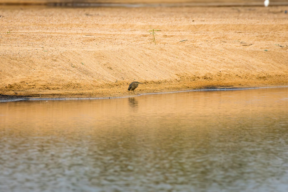 Striated Heron - ML621886517