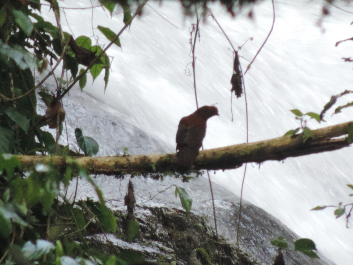 Andean Cock-of-the-rock - ML621886523